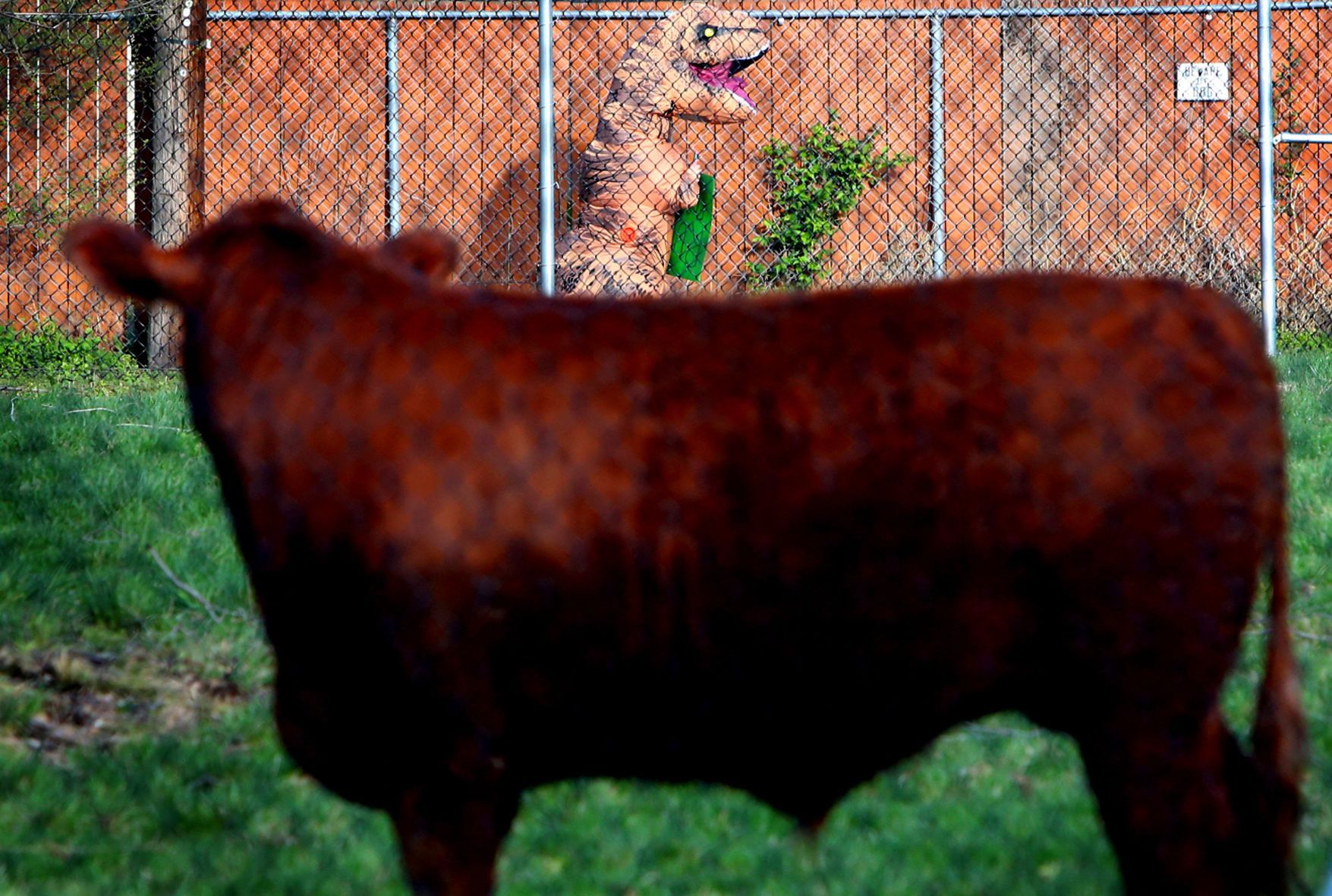 Heifer breaks for freedom